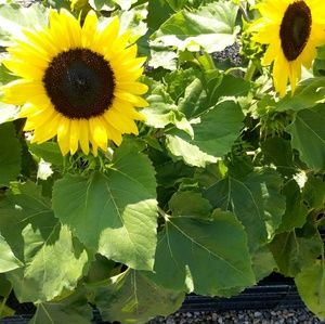 Meet your Posher, Dee